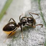 The odorous ant, <span class='gras italic'>Tapinoma sessile</span>