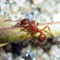 European red fire ant