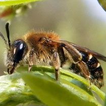 Wasps and bumblebees