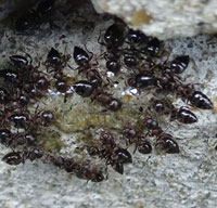 fourmis accrobate