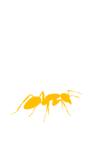 <p>Contrôle de fourmis charpentières</p>