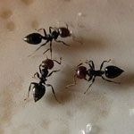 La fourmi acrobate <span class='gras italic'>Crematogaster cerasi</span>