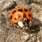Asian Ladybug, <span class='gras italic'>Harmonia axyridis</span>