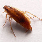 German Cockroach, <span class='gras italic'>Blatta germanica</span>