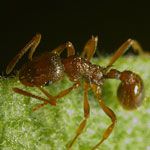 La fourmi rouge de feu d’Europe <span class='gras italic'>Myrmica rubra</span>