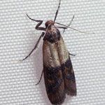 Indian Meal Moth, <span class='gras italic'>Plodia interpunctata</span>